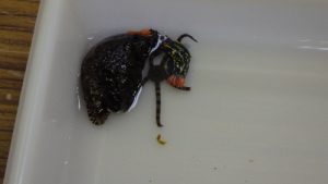 磯の生物の観察06